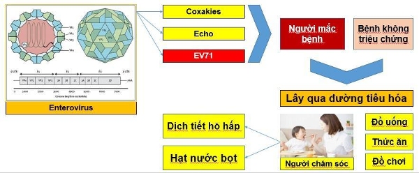 Bệnh tay chân miệng lây sang bằng con đường nào?