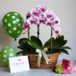 Sinh nhật nên tặng hoa gì vừa ý nghĩa vừa hấp dẫn?