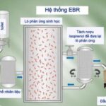 Sự khác nhau giữa lò phản ứng sinh học và thiết bị lên men